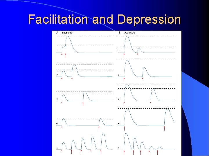 Facilitation and Depression Facilitation and Depression