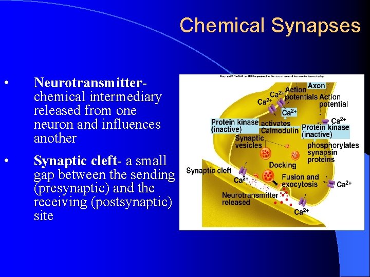 Chemical Synapses • Neurotransmitterchemical intermediary released from one neuron and influences another • Synaptic Chemical Synapses • Neurotransmitterchemical intermediary released from one neuron and influences another • Synaptic