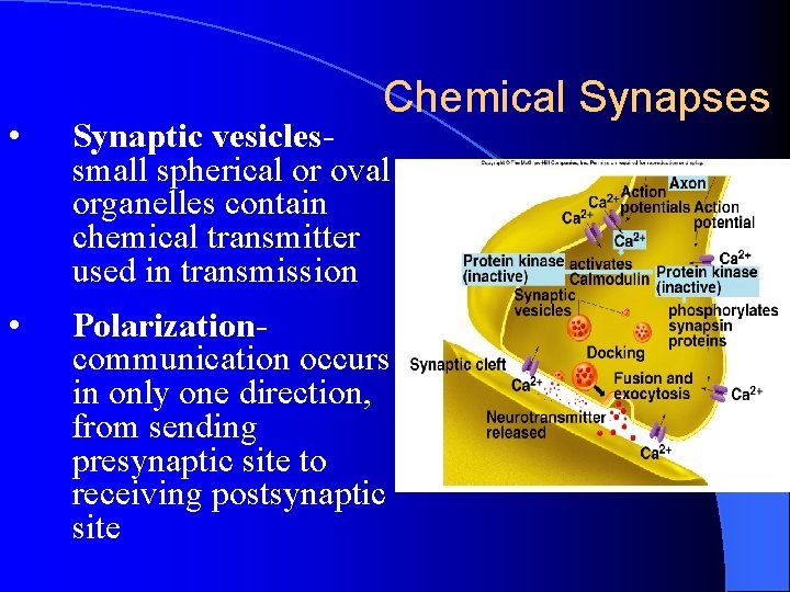 Chemical Synapses • Synaptic vesiclessmall spherical or oval organelles contain chemical transmitter used in Chemical Synapses • Synaptic vesiclessmall spherical or oval organelles contain chemical transmitter used in