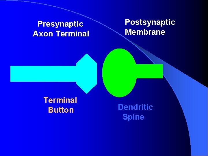 Presynaptic Axon Terminal Button Postsynaptic Membrane Dendritic Spine Presynaptic Axon Terminal Button Postsynaptic Membrane Dendritic Spine