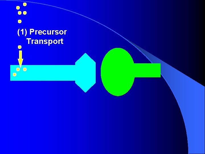 (1) Precursor Transport (1) Precursor Transport