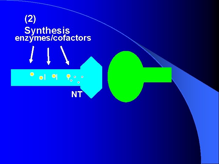 (2) Synthesis _ _ _ enzymes/cofactors NT (2) Synthesis _ _ _ enzymes/cofactors NT