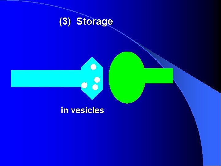 (3) Storage in vesicles (3) Storage in vesicles