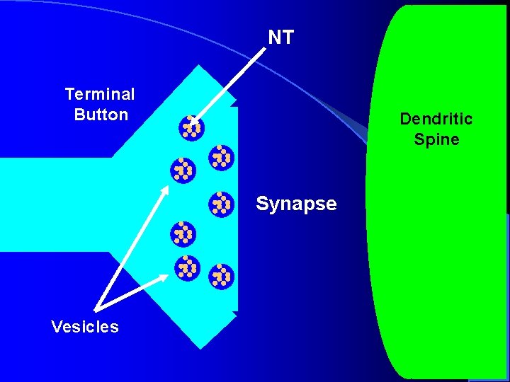 NT Terminal Button Dendritic Spine Synapse Vesicles NT Terminal Button Dendritic Spine Synapse Vesicles