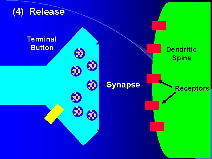 (4) Release Terminal Button Dendritic Spine Synapse Receptors (4) Release Terminal Button Dendritic Spine Synapse Receptors
