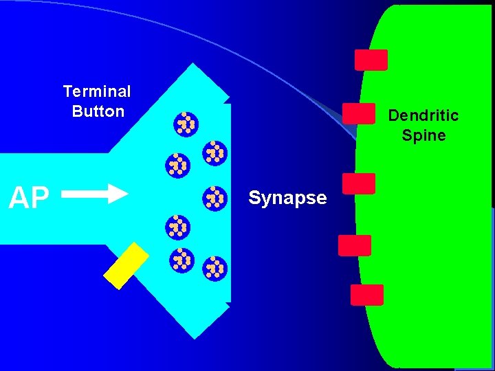 Terminal Button AP Dendritic Spine Synapse Terminal Button AP Dendritic Spine Synapse