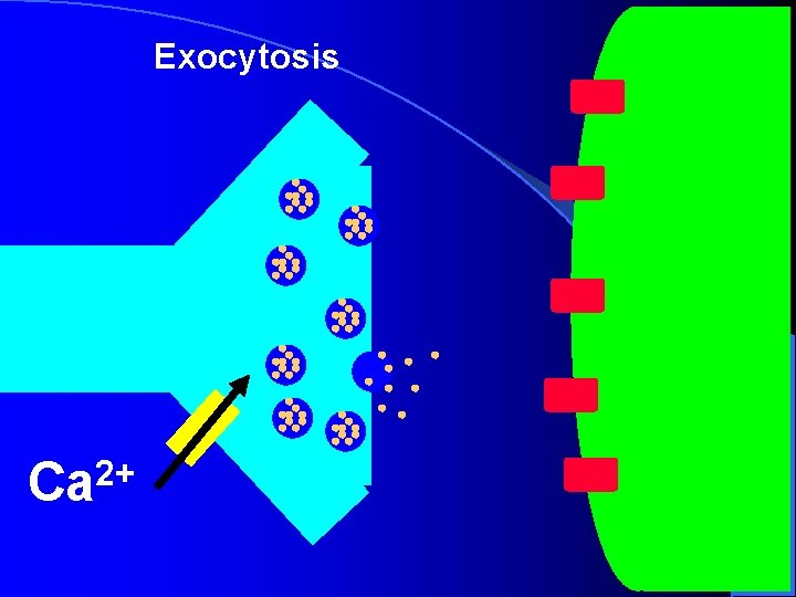 Exocytosis 2+ Ca Exocytosis 2+ Ca