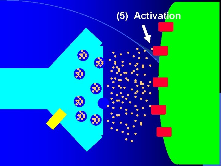 (5) Activation (5) Activation