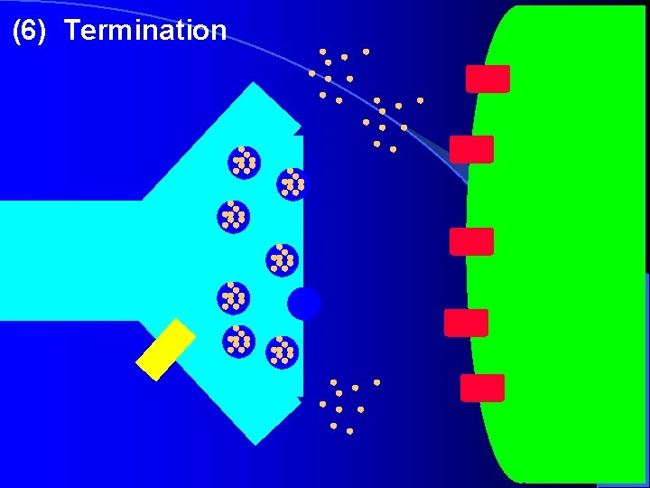 (6) Termination (6) Termination