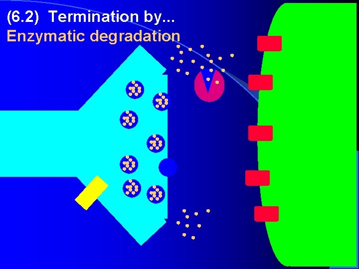 (6. 2) Termination by. . . Enzymatic degradation (6. 2) Termination by. . . Enzymatic degradation