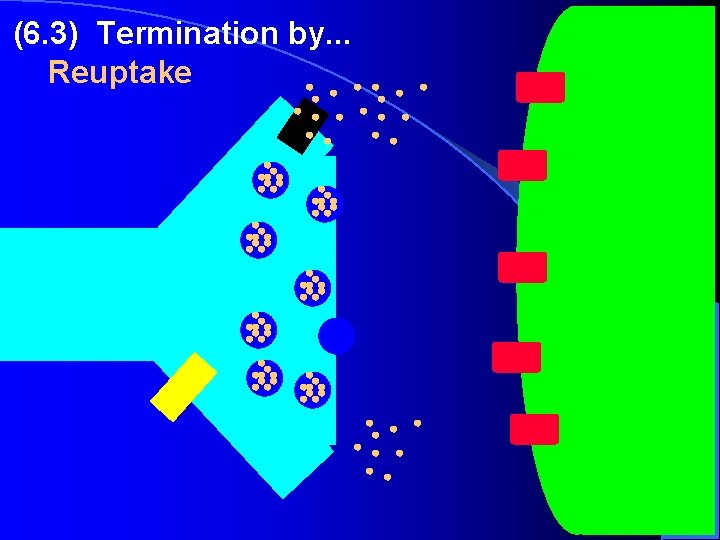 (6. 3) Termination by. . . Reuptake (6. 3) Termination by. . . Reuptake