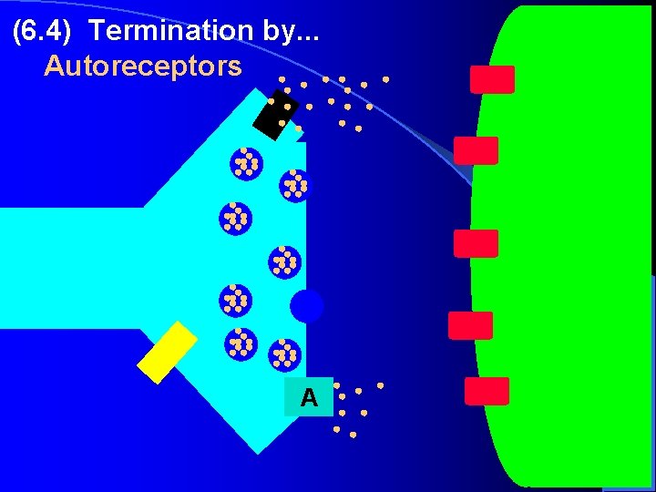 (6. 4) Termination by. . . Autoreceptors A (6. 4) Termination by. . . Autoreceptors A