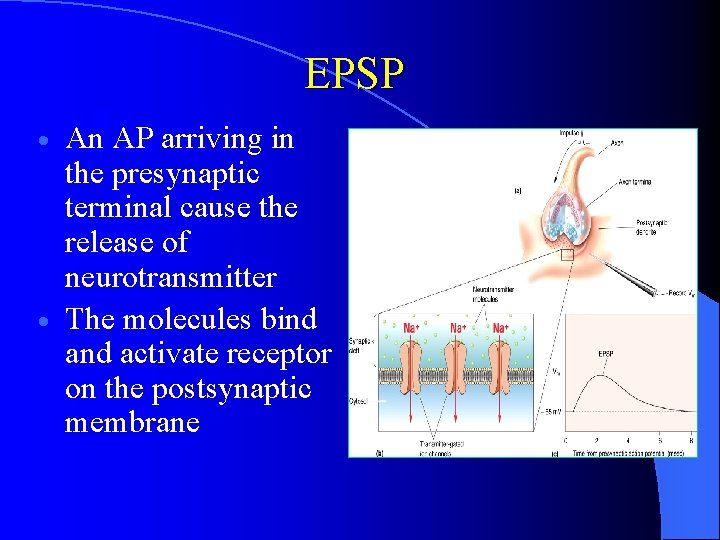 EPSP An AP arriving in the presynaptic terminal cause the release of neurotransmitter · EPSP An AP arriving in the presynaptic terminal cause the release of neurotransmitter ·