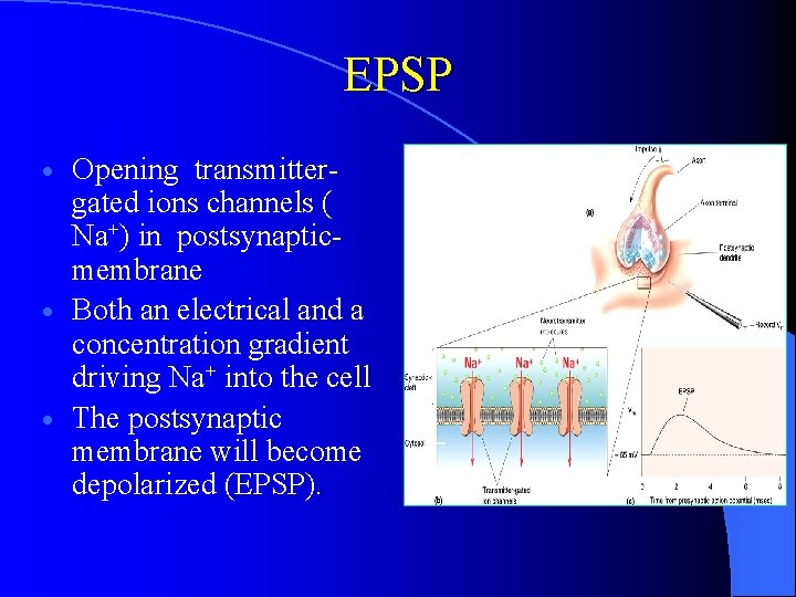 EPSP Opening transmittergated ions channels ( Na+) in postsynapticmembrane · Both an electrical and EPSP Opening transmittergated ions channels ( Na+) in postsynapticmembrane · Both an electrical and