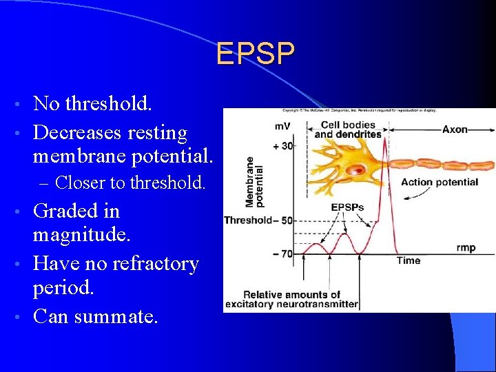 EPSP No threshold. • Decreases resting membrane potential. • – Closer to threshold. Graded EPSP No threshold. • Decreases resting membrane potential. • – Closer to threshold. Graded
