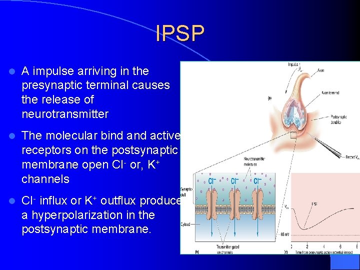 IPSP l A impulse arriving in the presynaptic terminal causes the release of neurotransmitter IPSP l A impulse arriving in the presynaptic terminal causes the release of neurotransmitter