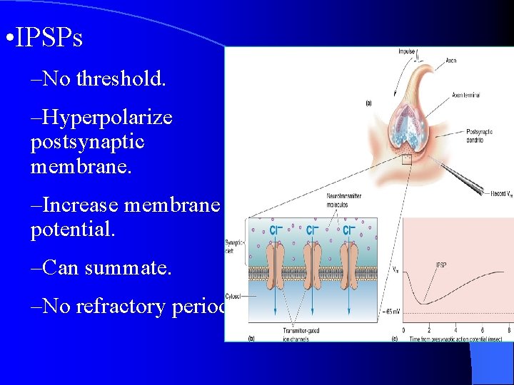 • IPSPs –No threshold. –Hyperpolarize postsynaptic membrane. –Increase membrane potential. –Can summate. –No • IPSPs –No threshold. –Hyperpolarize postsynaptic membrane. –Increase membrane potential. –Can summate. –No