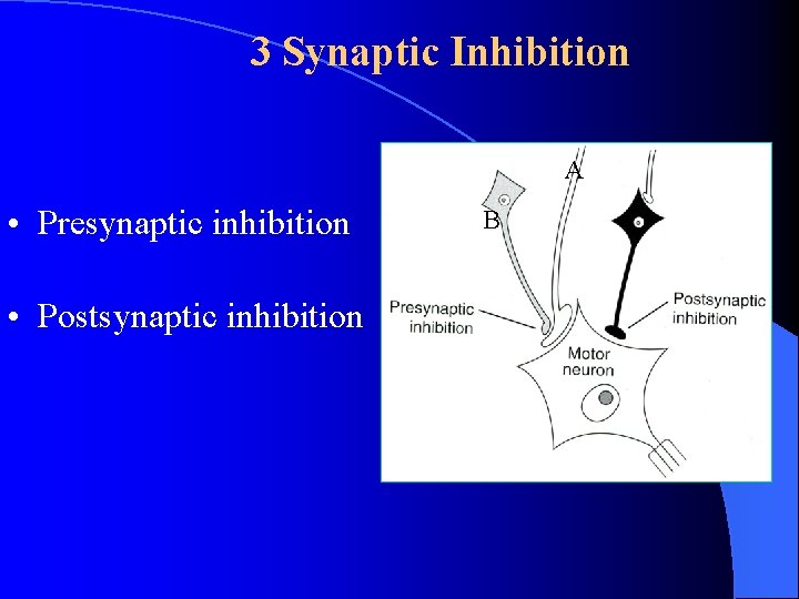 3 Synaptic Inhibition A • Presynaptic inhibition • Postsynaptic inhibition B 3 Synaptic Inhibition A • Presynaptic inhibition • Postsynaptic inhibition B