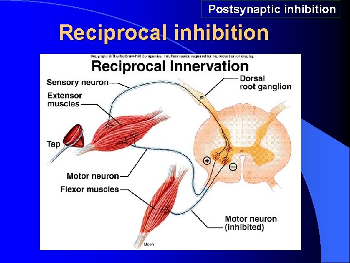 Postsynaptic inhibition Reciprocal inhibition Postsynaptic inhibition Reciprocal inhibition