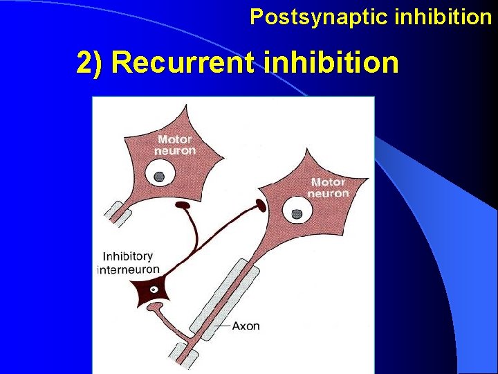 Postsynaptic inhibition 2) Recurrent inhibition Postsynaptic inhibition 2) Recurrent inhibition