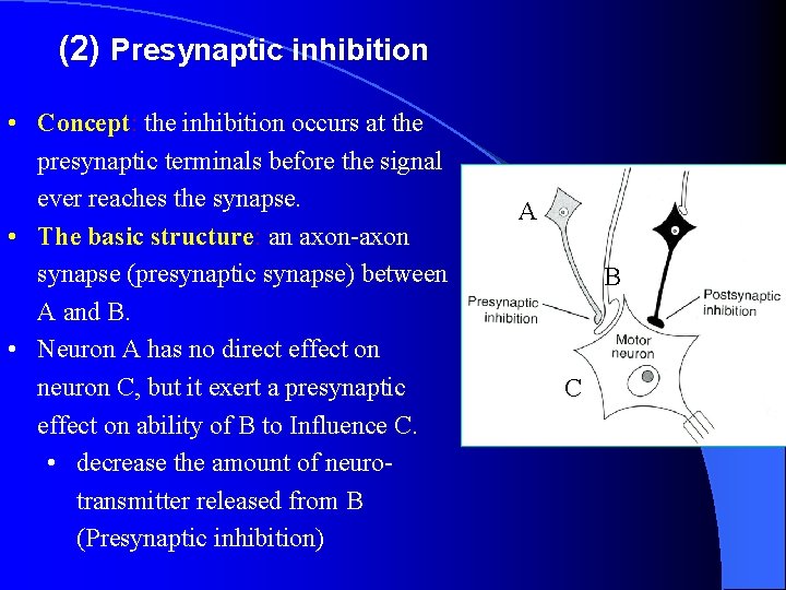 (2) Presynaptic inhibition • Concept: the inhibition occurs at the presynaptic terminals before the (2) Presynaptic inhibition • Concept: the inhibition occurs at the presynaptic terminals before the