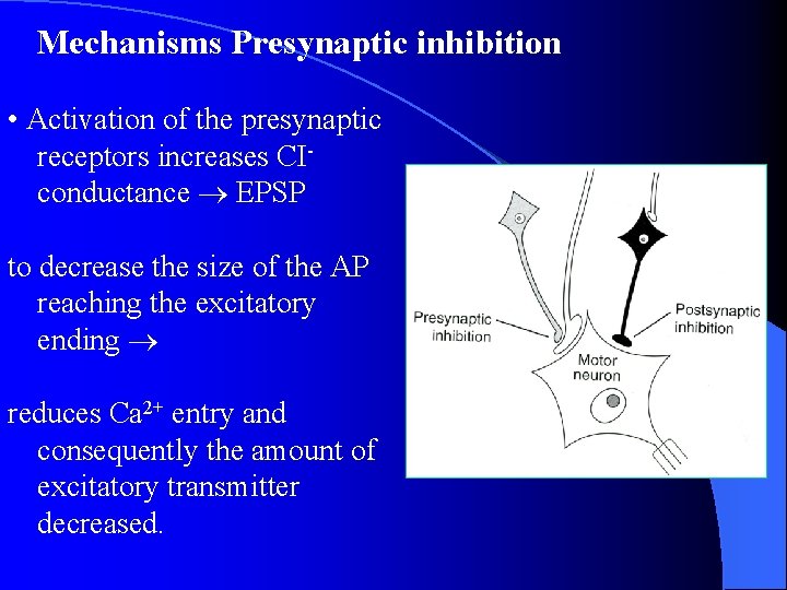 Mechanisms Presynaptic inhibition • Activation of the presynaptic receptors increases CIconductance EPSP to decrease Mechanisms Presynaptic inhibition • Activation of the presynaptic receptors increases CIconductance EPSP to decrease