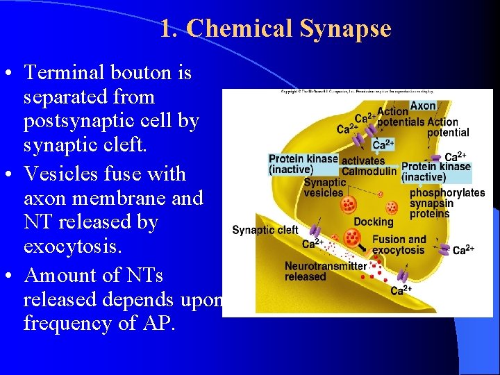 1. Chemical Synapse • Terminal bouton is separated from postsynaptic cell by synaptic cleft. 1. Chemical Synapse • Terminal bouton is separated from postsynaptic cell by synaptic cleft.