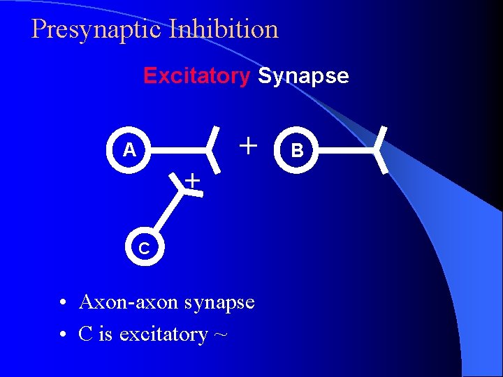 Presynaptic Inhibition Excitatory Synapse + A + C • Axon-axon synapse • C is Presynaptic Inhibition Excitatory Synapse + A + C • Axon-axon synapse • C is