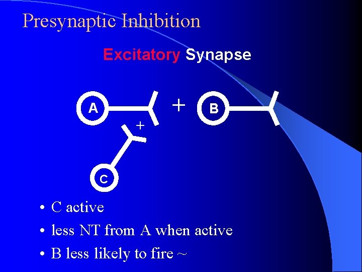 Presynaptic Inhibition Excitatory Synapse A + + B C • C active • less Presynaptic Inhibition Excitatory Synapse A + + B C • C active • less