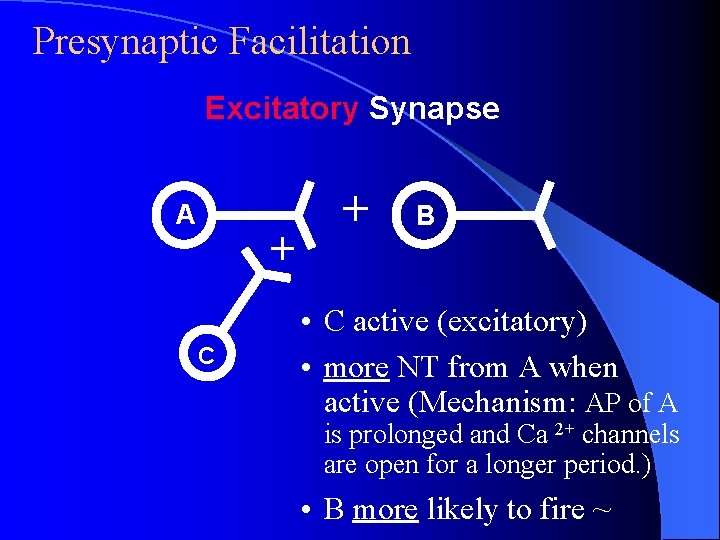 Presynaptic Facilitation Excitatory Synapse A + C + B • C active (excitatory) • Presynaptic Facilitation Excitatory Synapse A + C + B • C active (excitatory) •