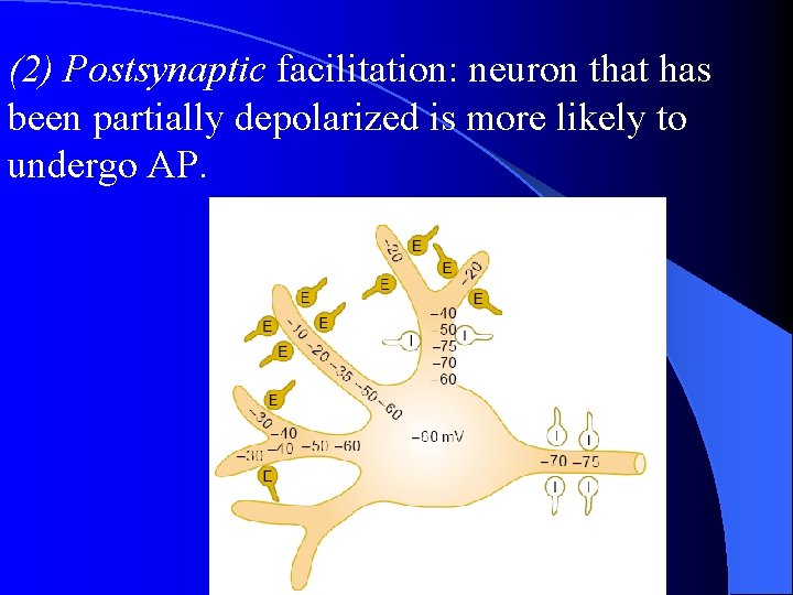 (2) Postsynaptic facilitation: neuron that has been partially depolarized is more likely to undergo (2) Postsynaptic facilitation: neuron that has been partially depolarized is more likely to undergo