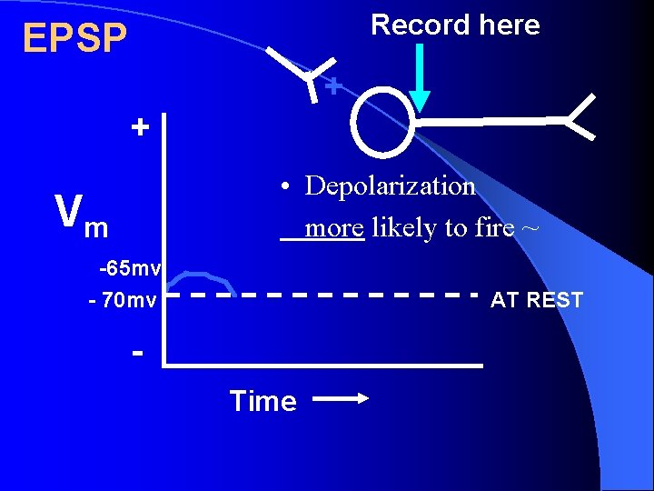 Record here EPSP + + • Depolarization more likely to fire ~ Vm -65 Record here EPSP + + • Depolarization more likely to fire ~ Vm -65