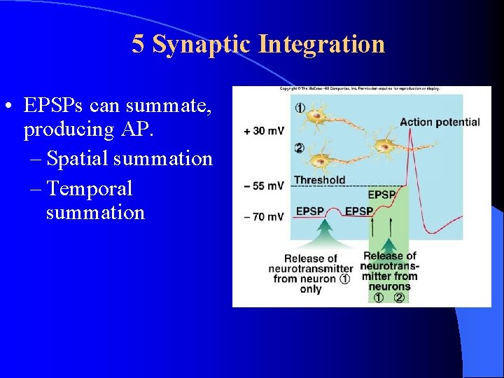 5 Synaptic Integration • EPSPs can summate, producing AP. – Spatial summation – Temporal 5 Synaptic Integration • EPSPs can summate, producing AP. – Spatial summation – Temporal