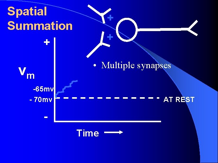 Spatial Summation + + + • Multiple synapses vm -65 mv - 70 mv Spatial Summation + + + • Multiple synapses vm -65 mv - 70 mv