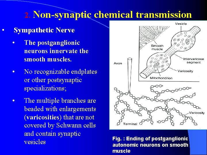 2. Non-synaptic • chemical transmission Sympathetic Nerve • The postganglionic neurons innervate the smooth 2. Non-synaptic • chemical transmission Sympathetic Nerve • The postganglionic neurons innervate the smooth