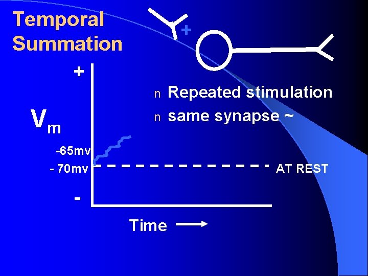 Temporal Summation + + n Vm n -65 mv - 70 mv Repeated stimulation Temporal Summation + + n Vm n -65 mv - 70 mv Repeated stimulation