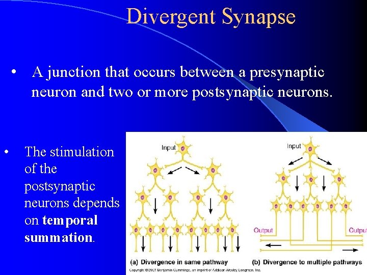 Divergent Synapse • A junction that occurs between a presynaptic neuron and two or Divergent Synapse • A junction that occurs between a presynaptic neuron and two or