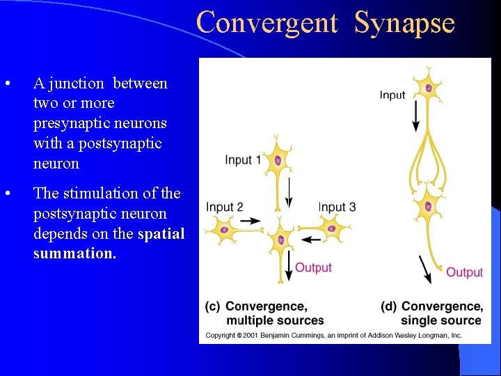 Convergent Synapse • A junction between two or more presynaptic neurons with a postsynaptic Convergent Synapse • A junction between two or more presynaptic neurons with a postsynaptic