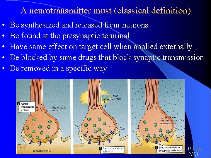 A neurotransmitter must (classical definition) • • • Be synthesized and released from neurons A neurotransmitter must (classical definition) • • • Be synthesized and released from neurons