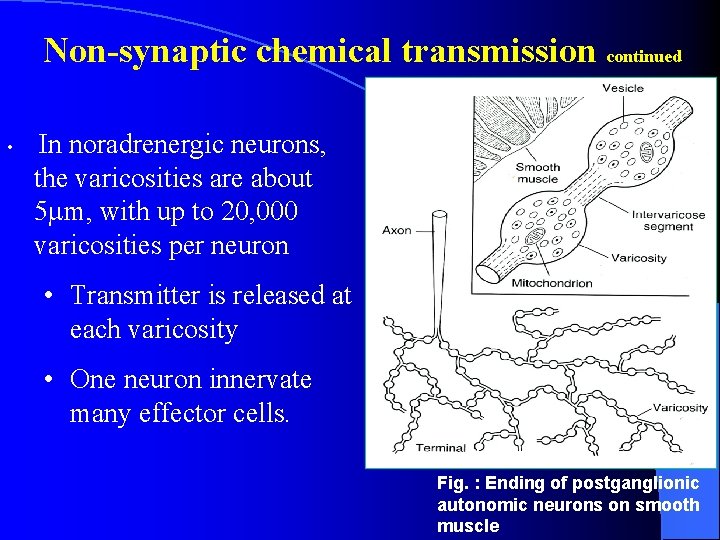 Non-synaptic chemical transmission continued • In noradrenergic neurons, the varicosities are about 5 m, Non-synaptic chemical transmission continued • In noradrenergic neurons, the varicosities are about 5 m,
