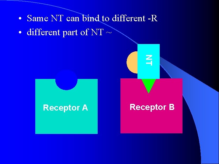 • Same NT can bind to different -R • different part of NT • Same NT can bind to different -R • different part of NT