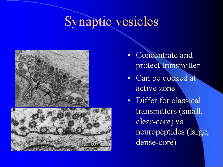 Synaptic vesicles • Concentrate and protect transmitter • Can be docked at active zone Synaptic vesicles • Concentrate and protect transmitter • Can be docked at active zone