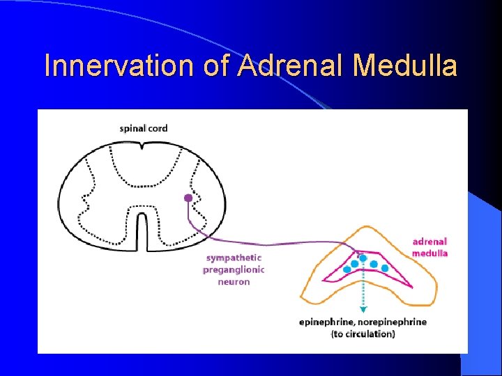 Innervation of Adrenal Medulla Innervation of Adrenal Medulla