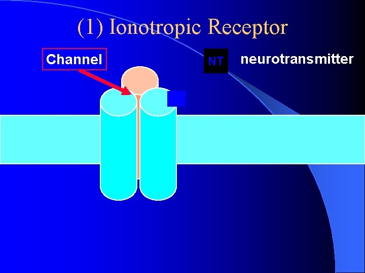 (1) Ionotropic Receptor Channel NT neurotransmitter (1) Ionotropic Receptor Channel NT neurotransmitter