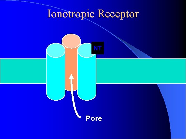 Ionotropic Receptor NT Pore Ionotropic Receptor NT Pore