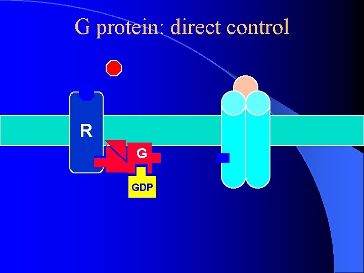 G protein: direct control R G GDP G protein: direct control R G GDP