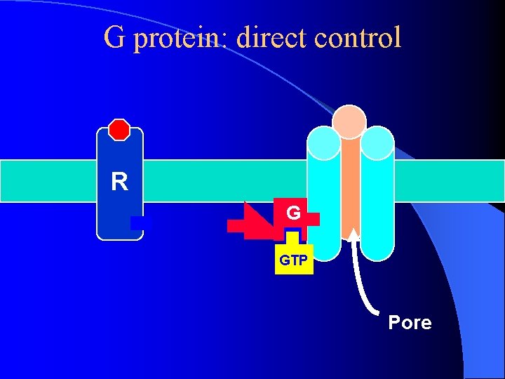G protein: direct control R G GTP Pore G protein: direct control R G GTP Pore