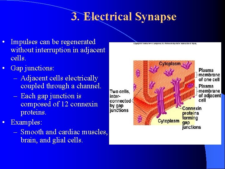 3. Electrical Synapse • Impulses can be regenerated without interruption in adjacent cells. • 3. Electrical Synapse • Impulses can be regenerated without interruption in adjacent cells. •