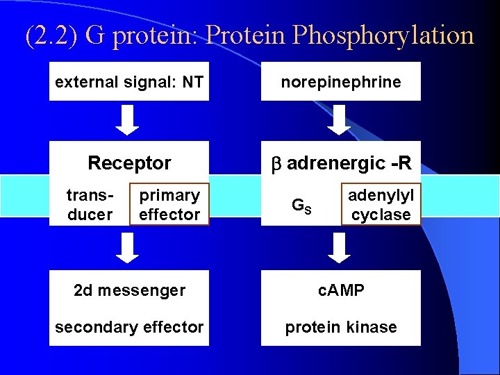 (2. 2) G protein: Protein Phosphorylation external signal: NT nt norepinephrine Receptor b adrenergic (2. 2) G protein: Protein Phosphorylation external signal: NT nt norepinephrine Receptor b adrenergic