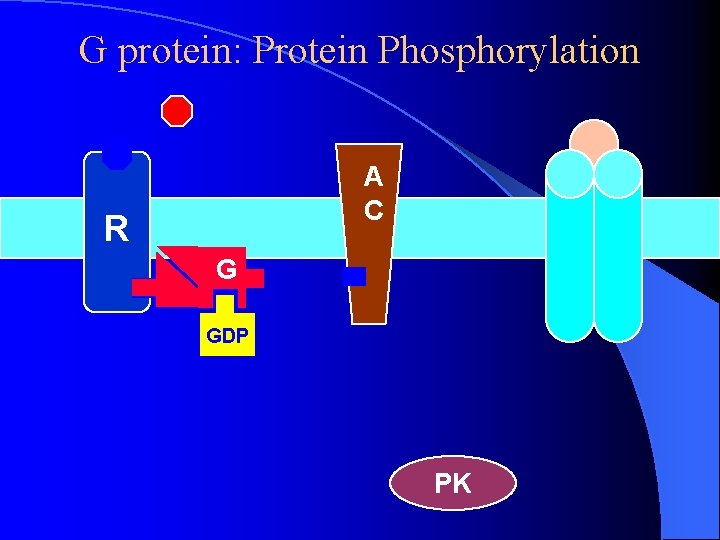 G protein: Protein Phosphorylation A C R G GDP PK G protein: Protein Phosphorylation A C R G GDP PK